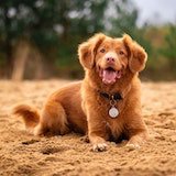 A dog sitting down smiling