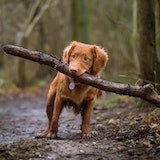 A dog with a log of wood in it's mouth